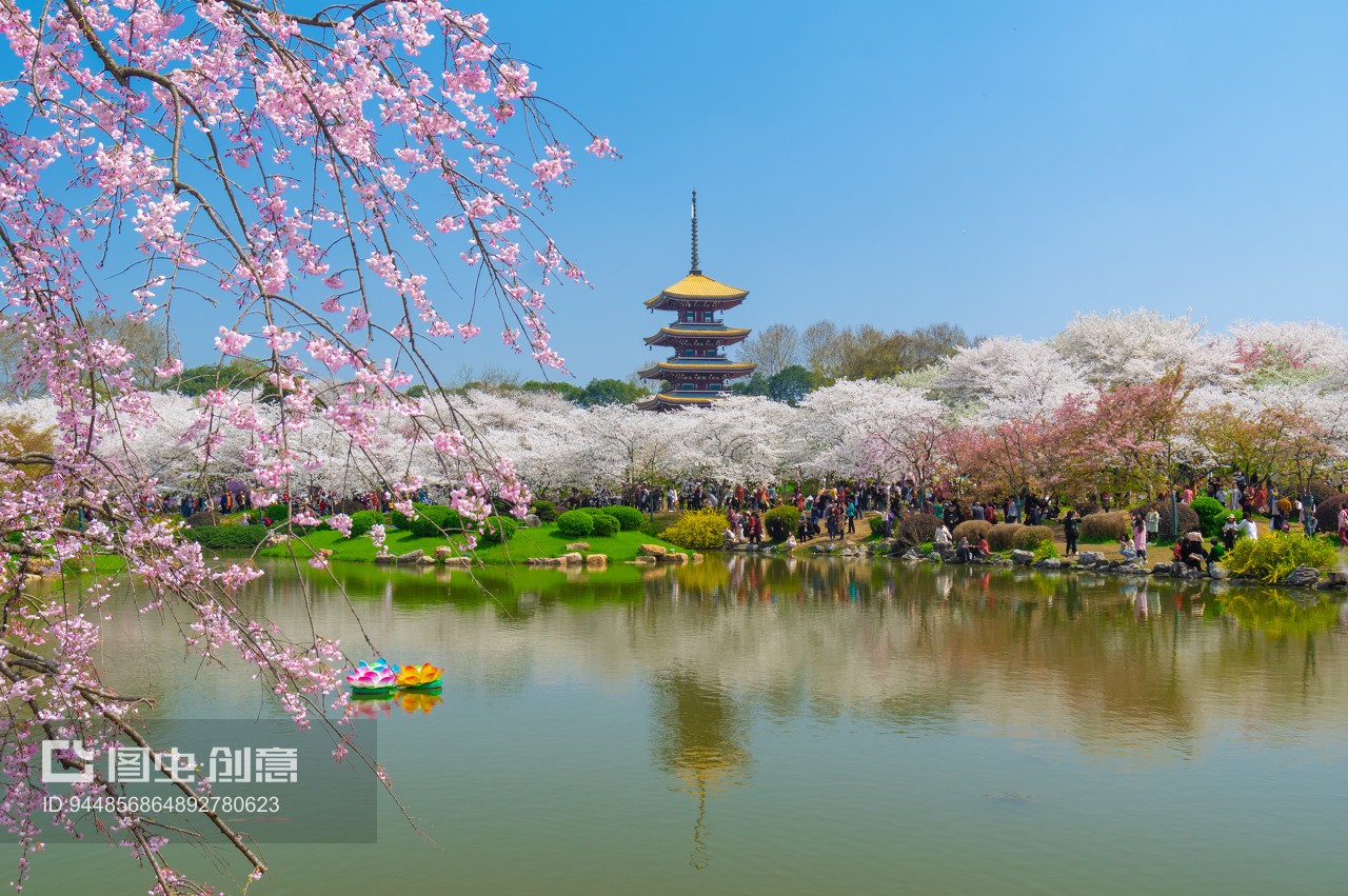 武漢東湖櫻花園5A風景區春季風光