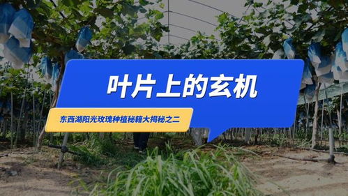 武漢優(yōu)質(zhì)農(nóng)產(chǎn)品 東西湖陽光玫瑰種植秘而不宣的絕招 葉片